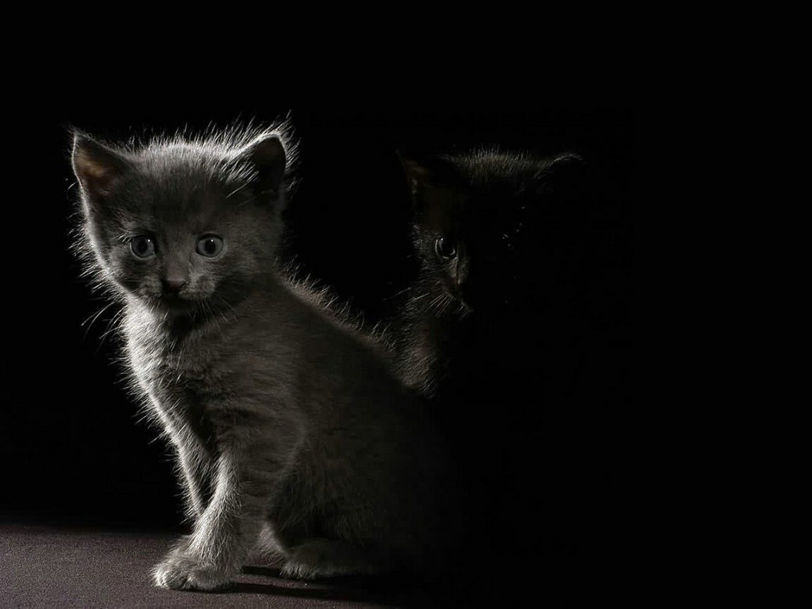 Grey Darkness Kittens Dark Cats Black Cat Wallpaper - Funny Leadership Quotes Cartoons , HD Wallpaper & Backgrounds