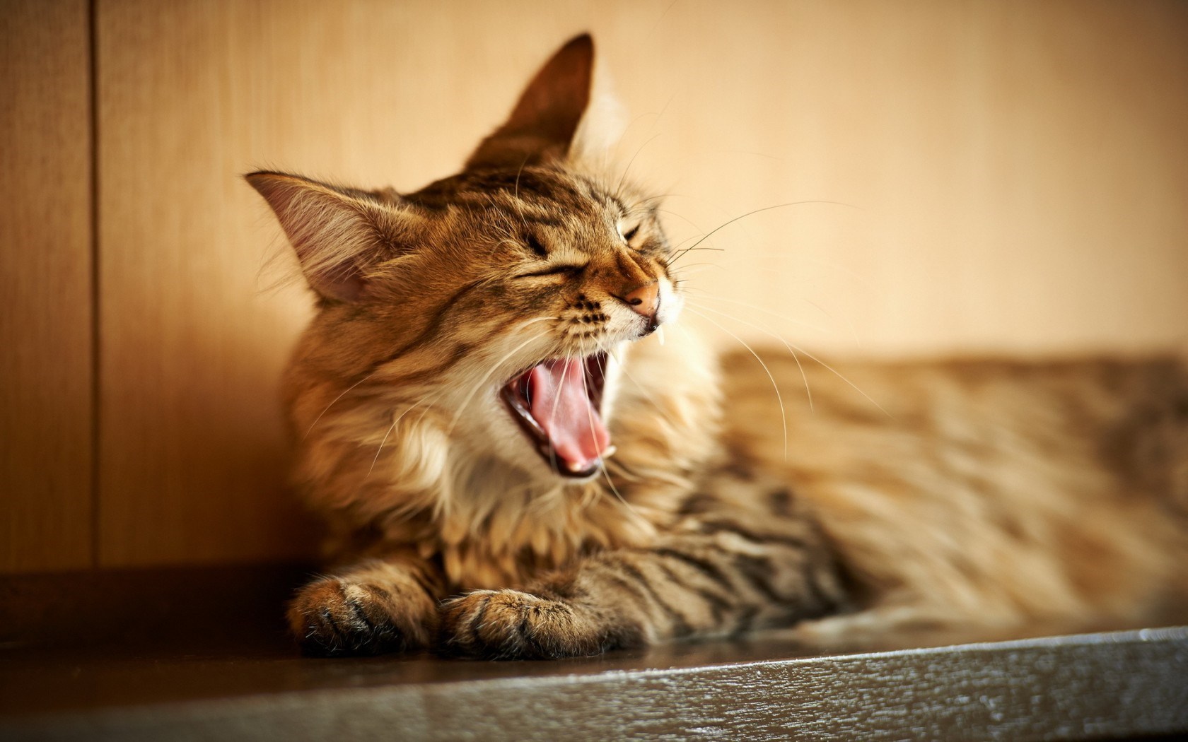 Cat Desktop Wallpaper - Cat Yawns , HD Wallpaper & Backgrounds