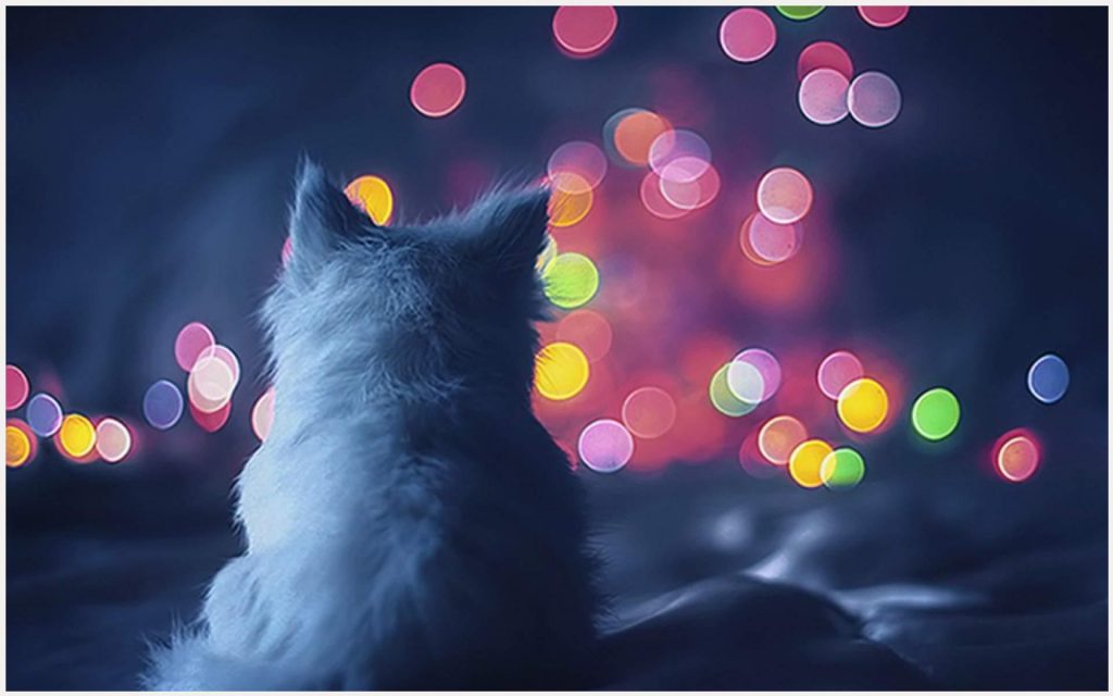 Cat Back Beautiful Cat Back Beautiful 1080p Cat - Cute Kittens For Whatsapp Dp , HD Wallpaper & Backgrounds