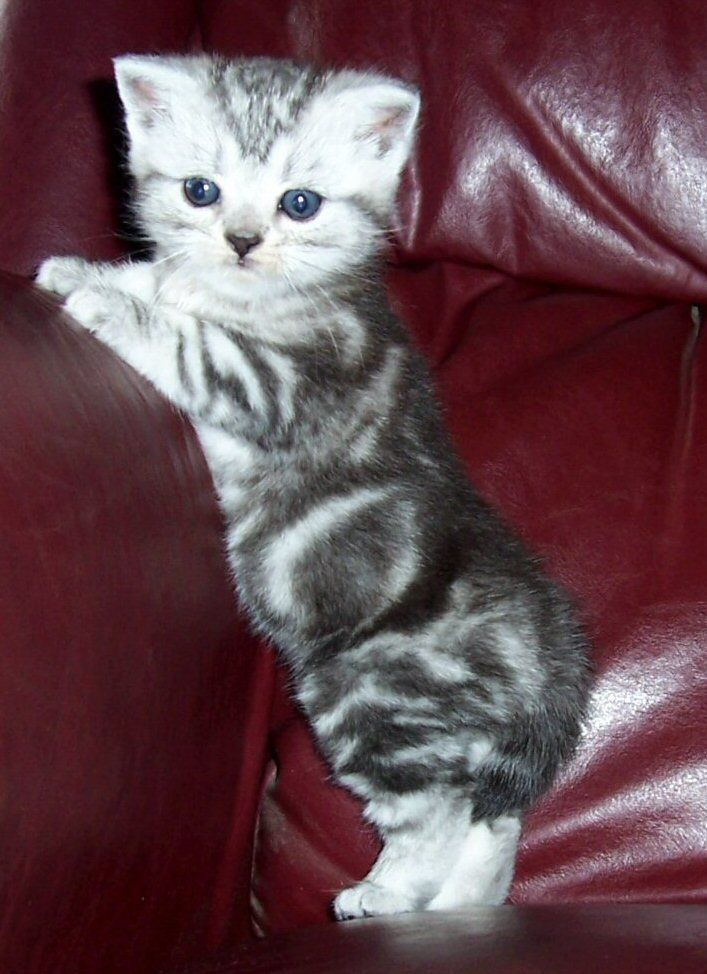 More Wallpaper Collections Tabby American Shorthair Kitten
