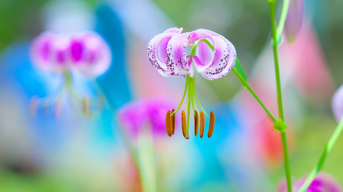 Siberian Fawn Lily , HD Wallpaper & Backgrounds