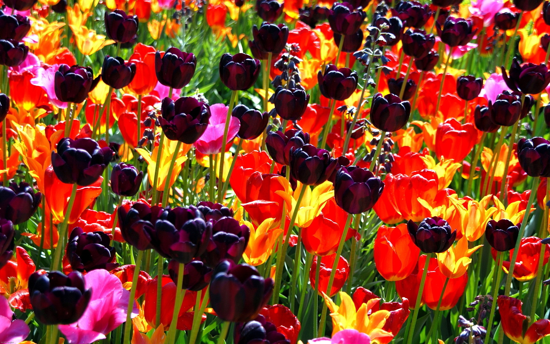 On The Desktop Photo, Colorful Flowers Background, - Colorful Flowers Field , HD Wallpaper & Backgrounds