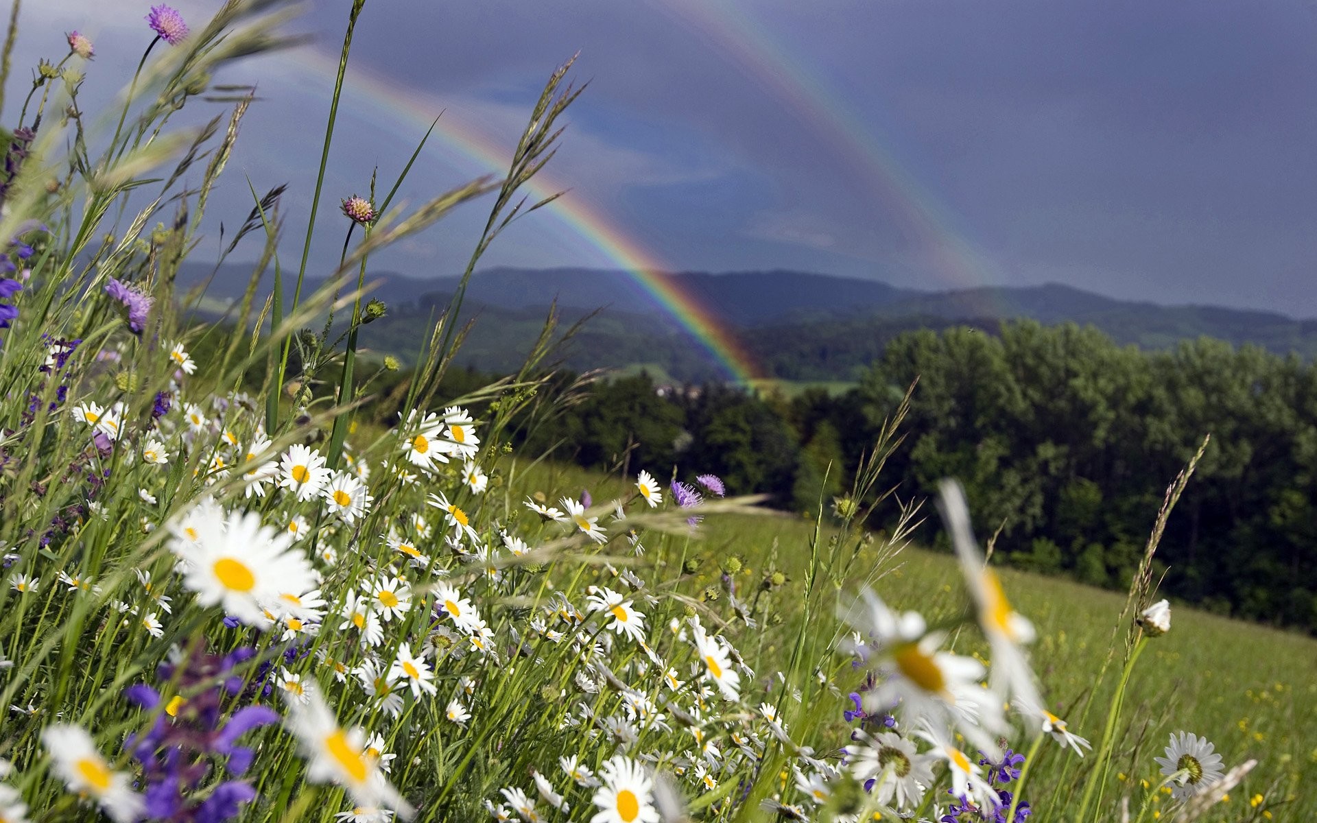 Mobile Wallpaper, Beauty, Mountain, Nature, Hd Flower - Rainbow Over A Meadow , HD Wallpaper & Backgrounds