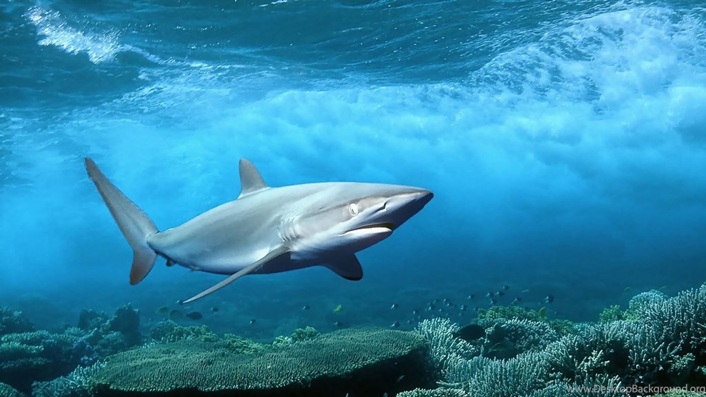 Tiburón En El Océano - Deep Sea Hd , HD Wallpaper & Backgrounds