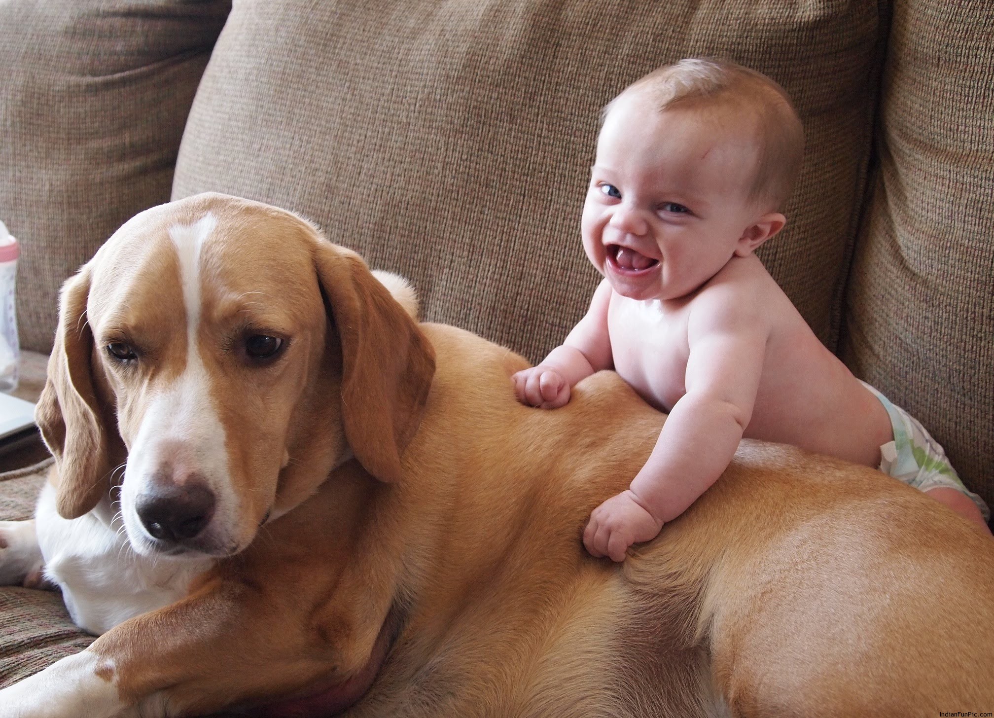 Funny - Cat And Dog And Baby , HD Wallpaper & Backgrounds