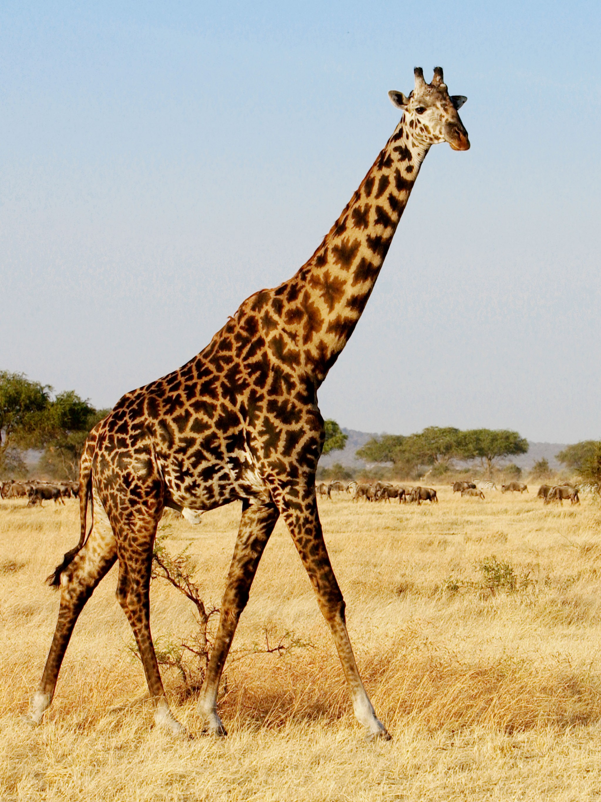 Download Giraffes 101, 2 Giraffes Joke Wallpaper - Giraffe , HD Wallpaper & Backgrounds