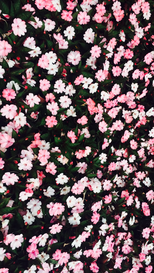 Iphone Wallpaper Cute Pink , HD Wallpaper & Backgrounds