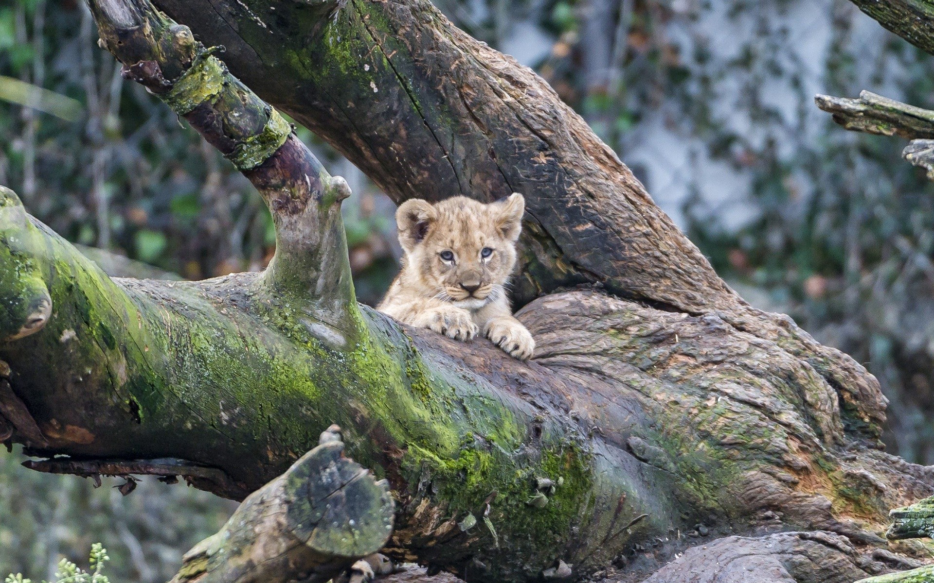 Cute Baby Tiger Sweet Animal Photographs Hd Wallpapers - Cute Lion On Tree , HD Wallpaper & Backgrounds