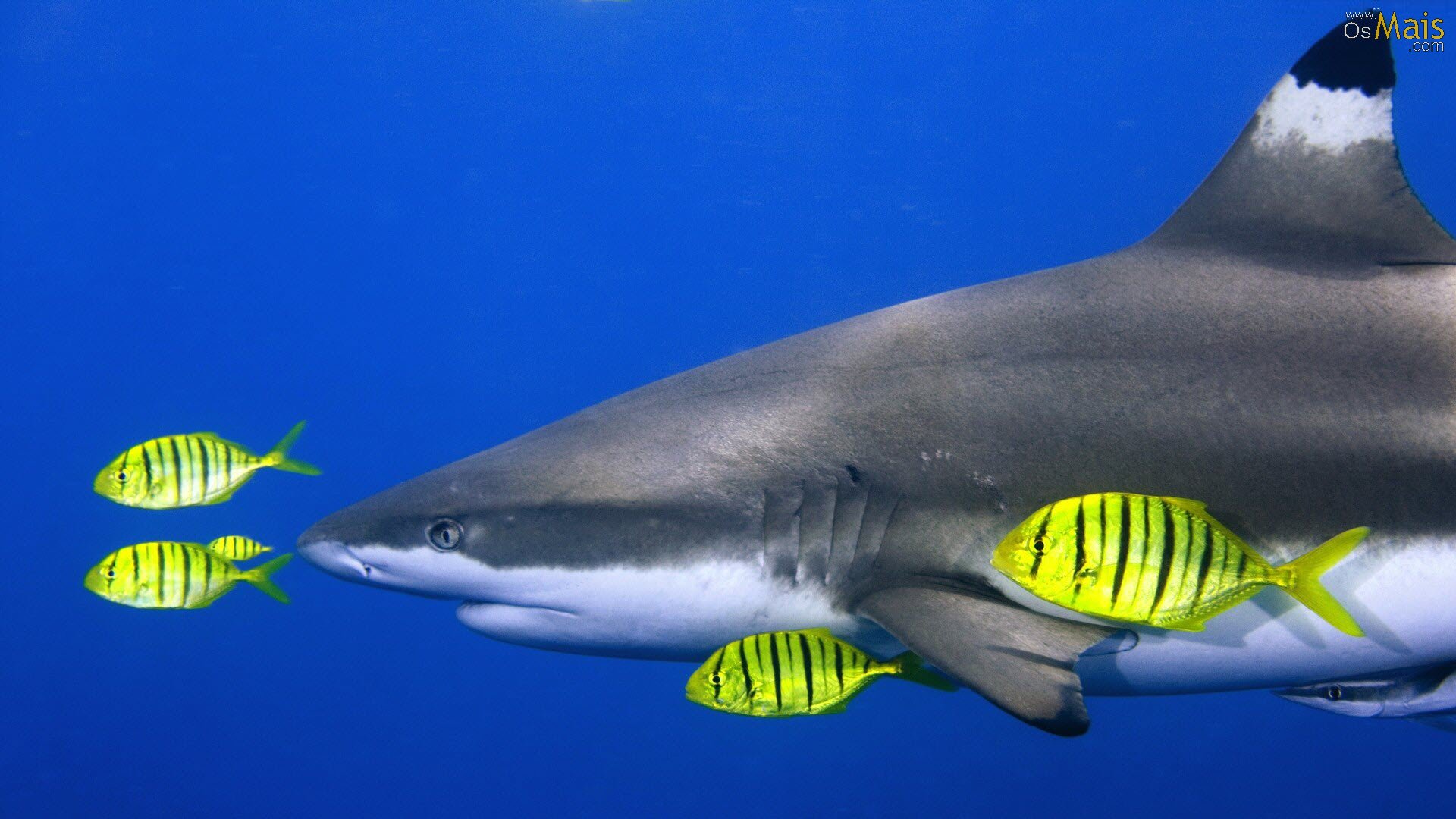 Papel De Parede Tubarão - Shark With Pilot Fish , HD Wallpaper & Backgrounds