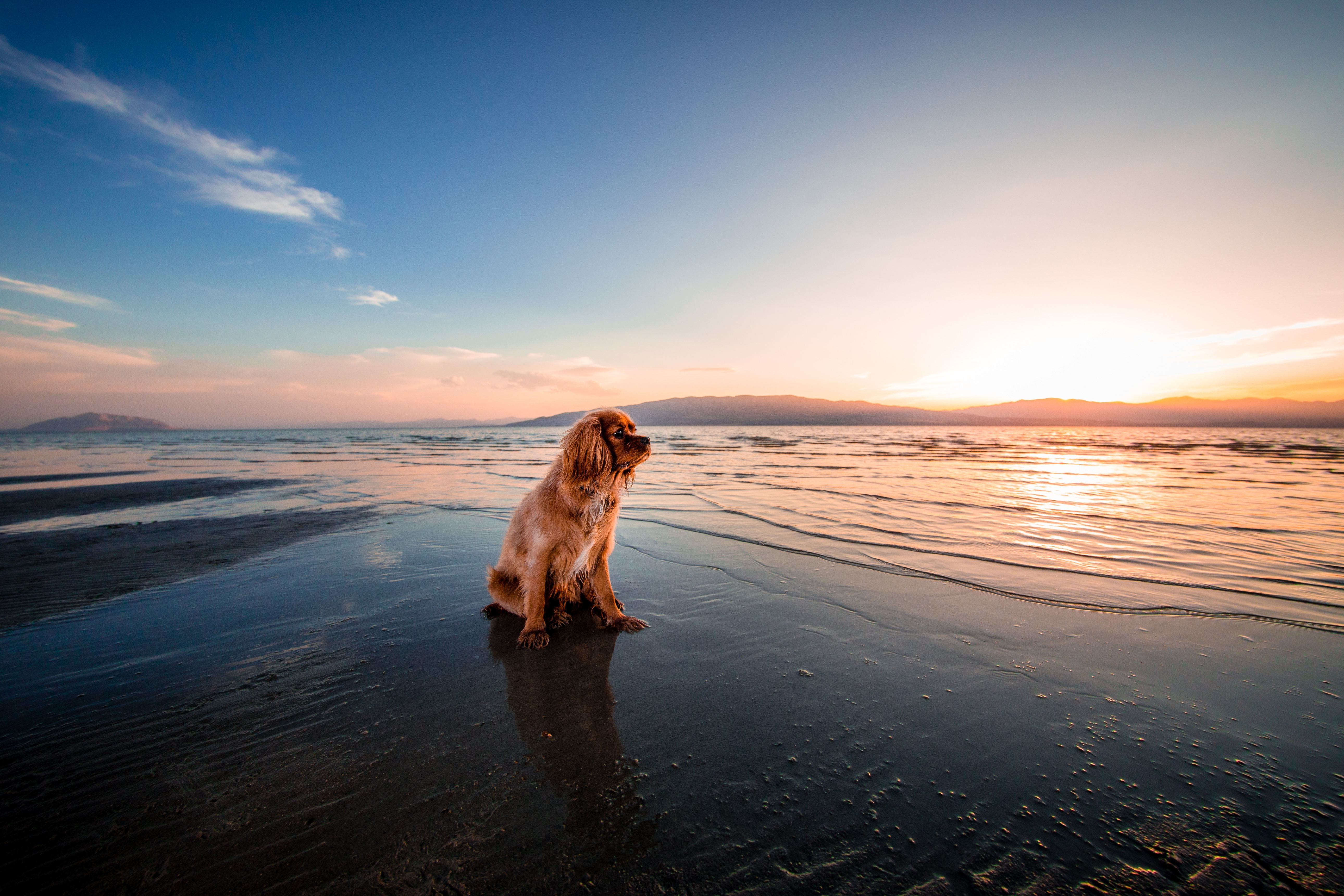 Hd Wallpaper - King Charles Cavalier At The Beach , HD Wallpaper & Backgrounds
