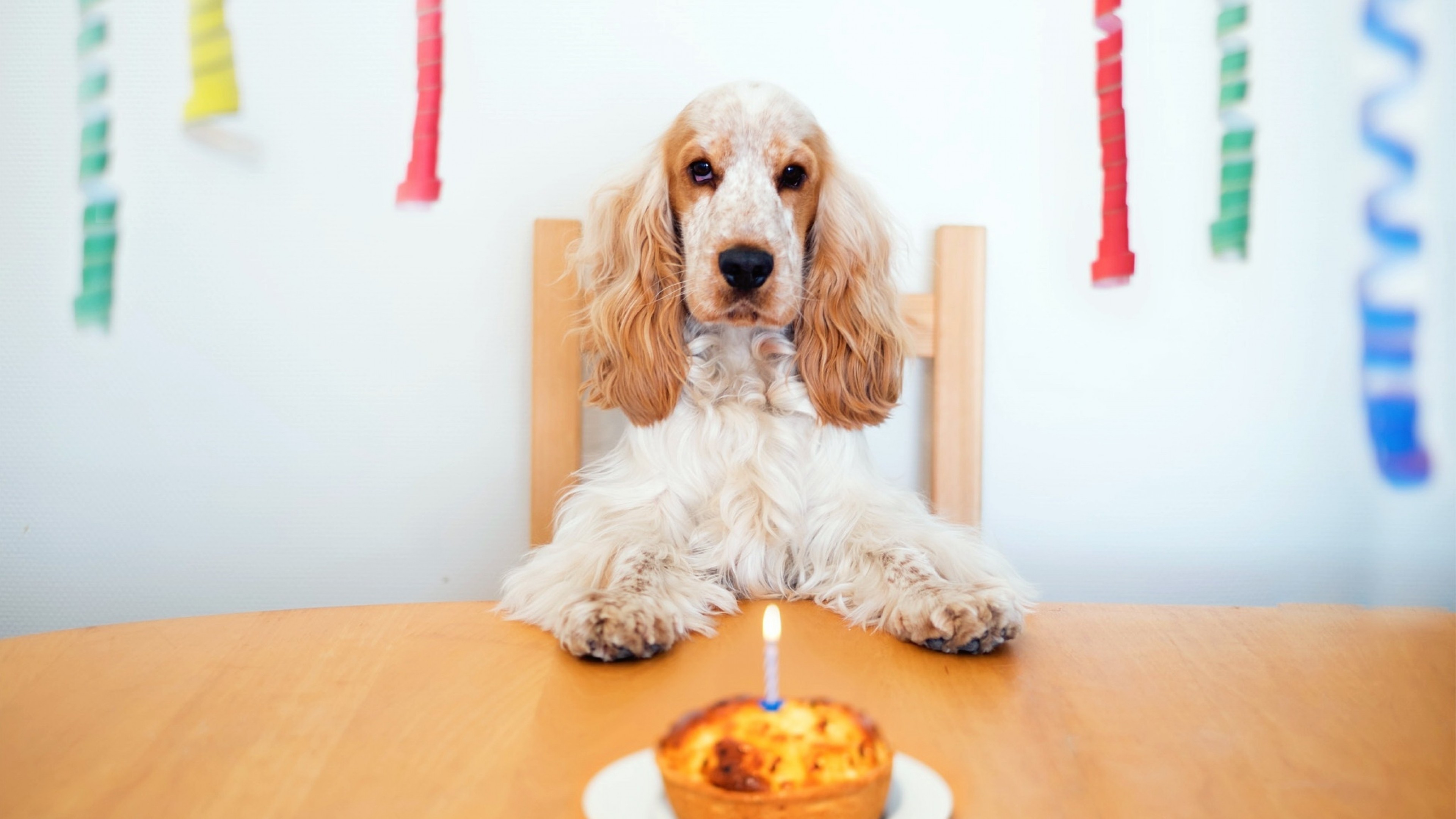 Cocker Spaniel, Dogs, Birthday, Candle - English Cocker Spaniel Birthday , HD Wallpaper & Backgrounds