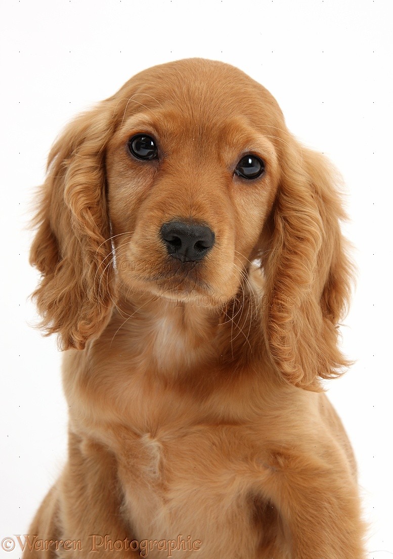 Dog Golden Cocker Spaniel Puppy Photo Screensaver On - Cavalier King Charles Spaniel Ruby Puppy , HD Wallpaper & Backgrounds