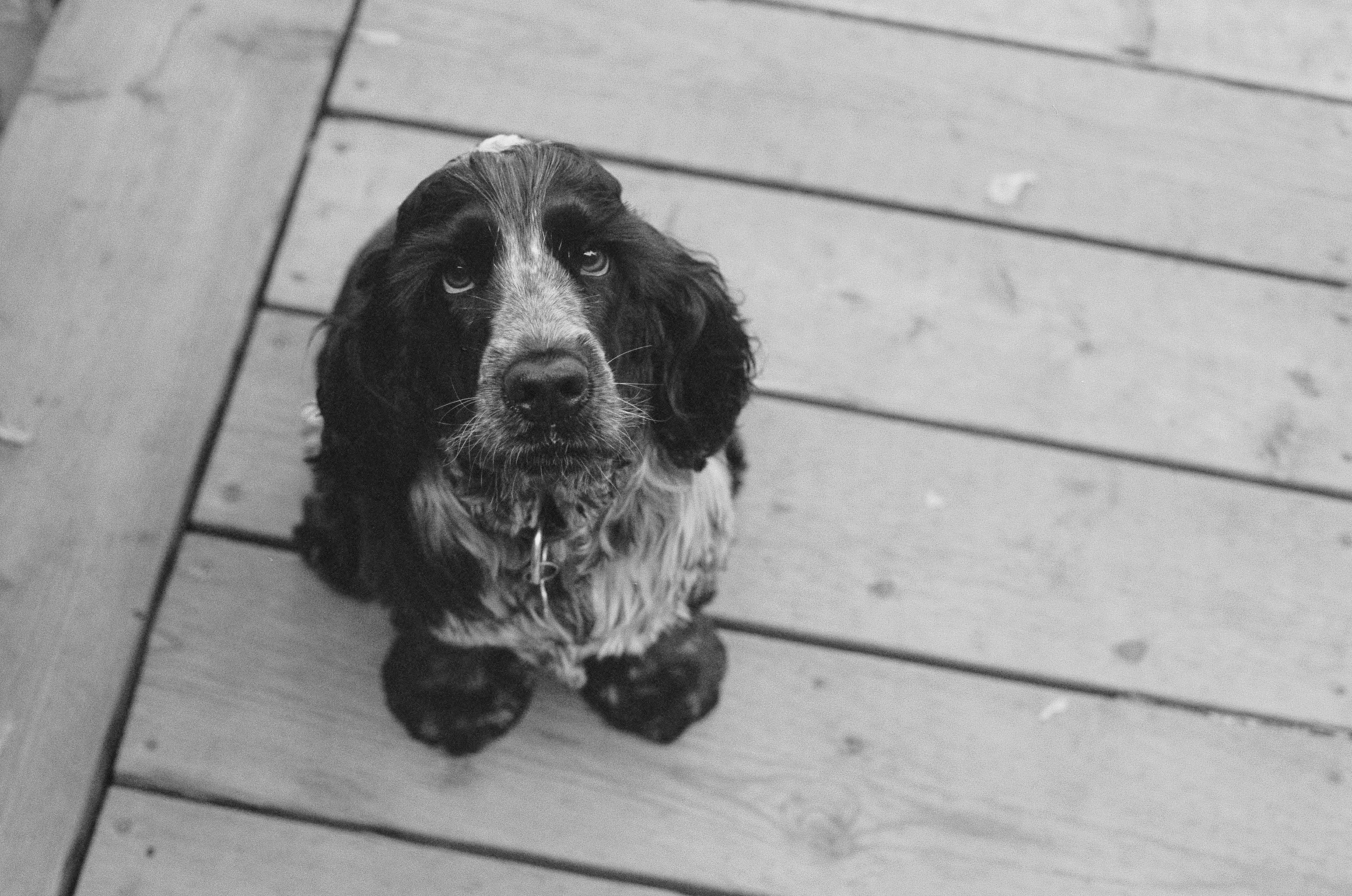 Adult Black And White Cocker Spaniel Hd Wallpaper - Cocker Spaniel , HD Wallpaper & Backgrounds