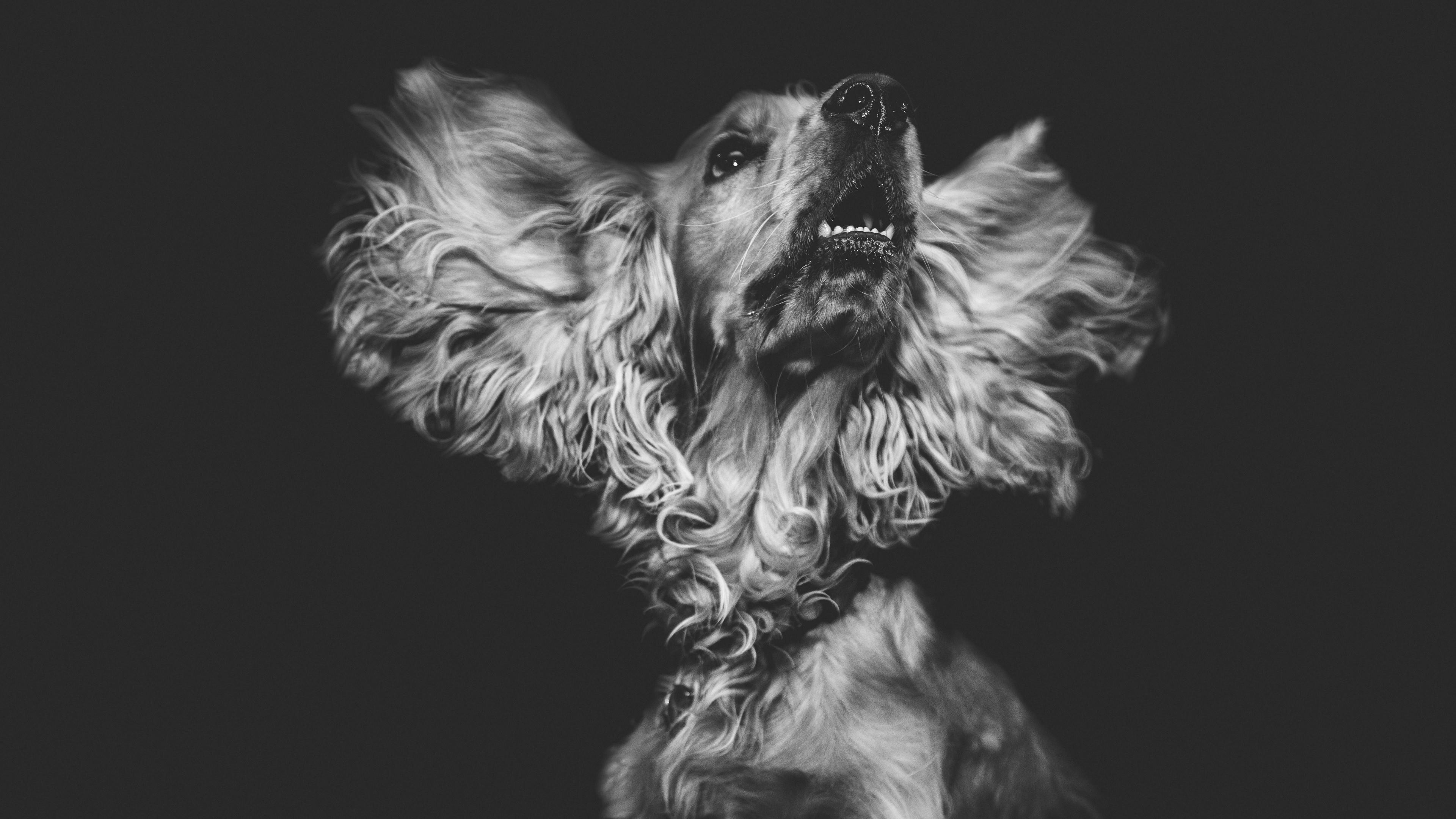 Cocker - Dog , HD Wallpaper & Backgrounds