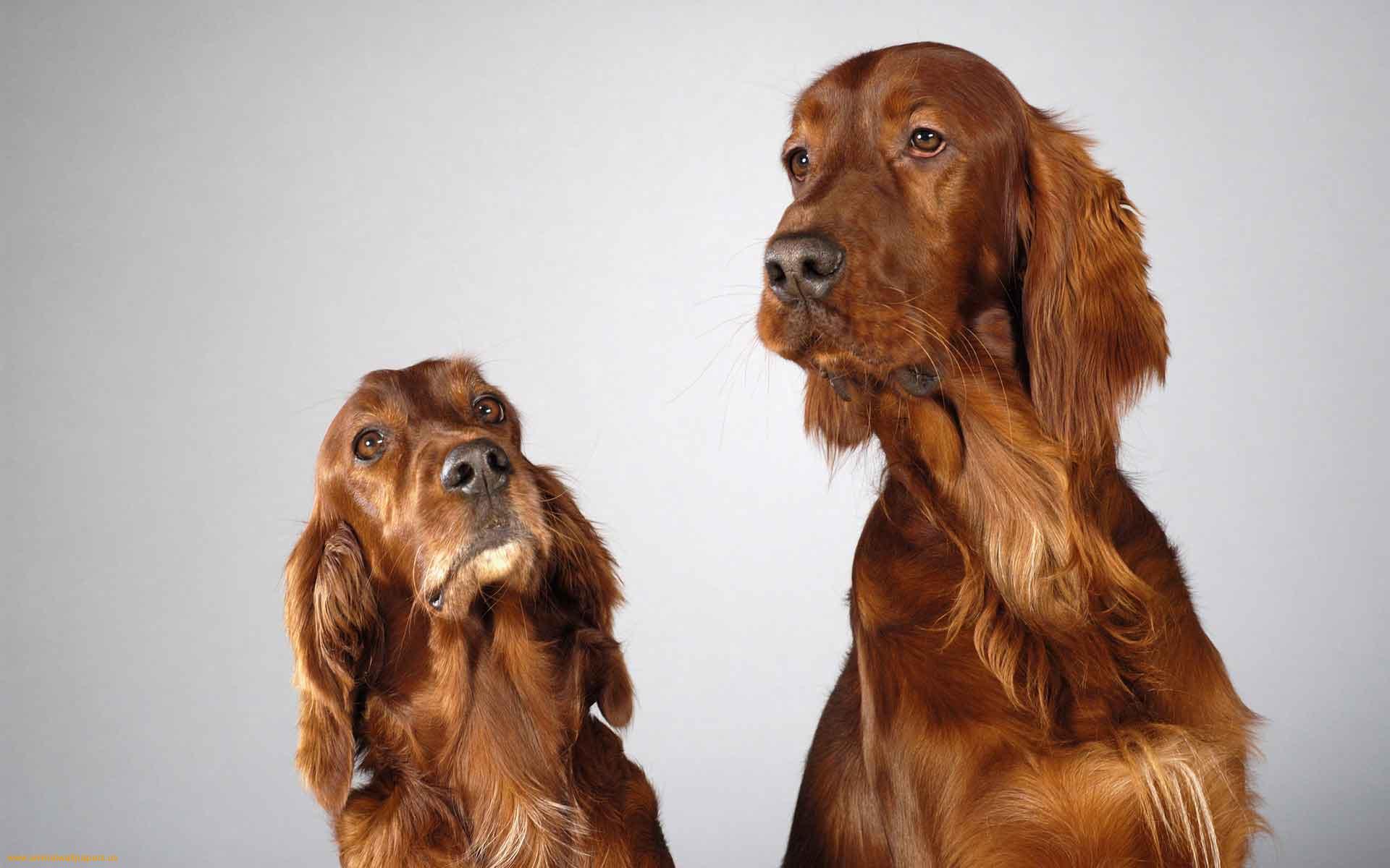 Two Cute English Cocker Spaniel Dogs Photo - Ingiliz Cocker Spaniel , HD Wallpaper & Backgrounds