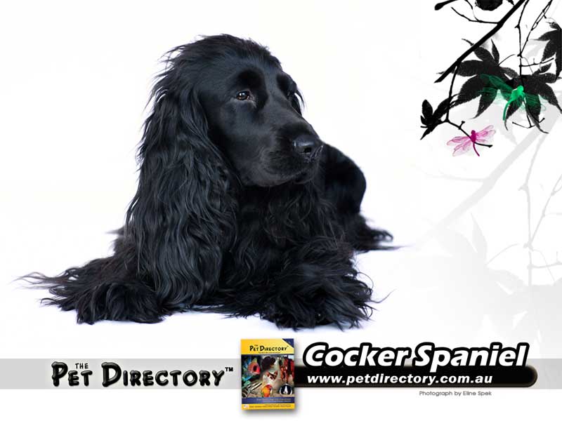 Cocker Spaniel 800 X , HD Wallpaper & Backgrounds