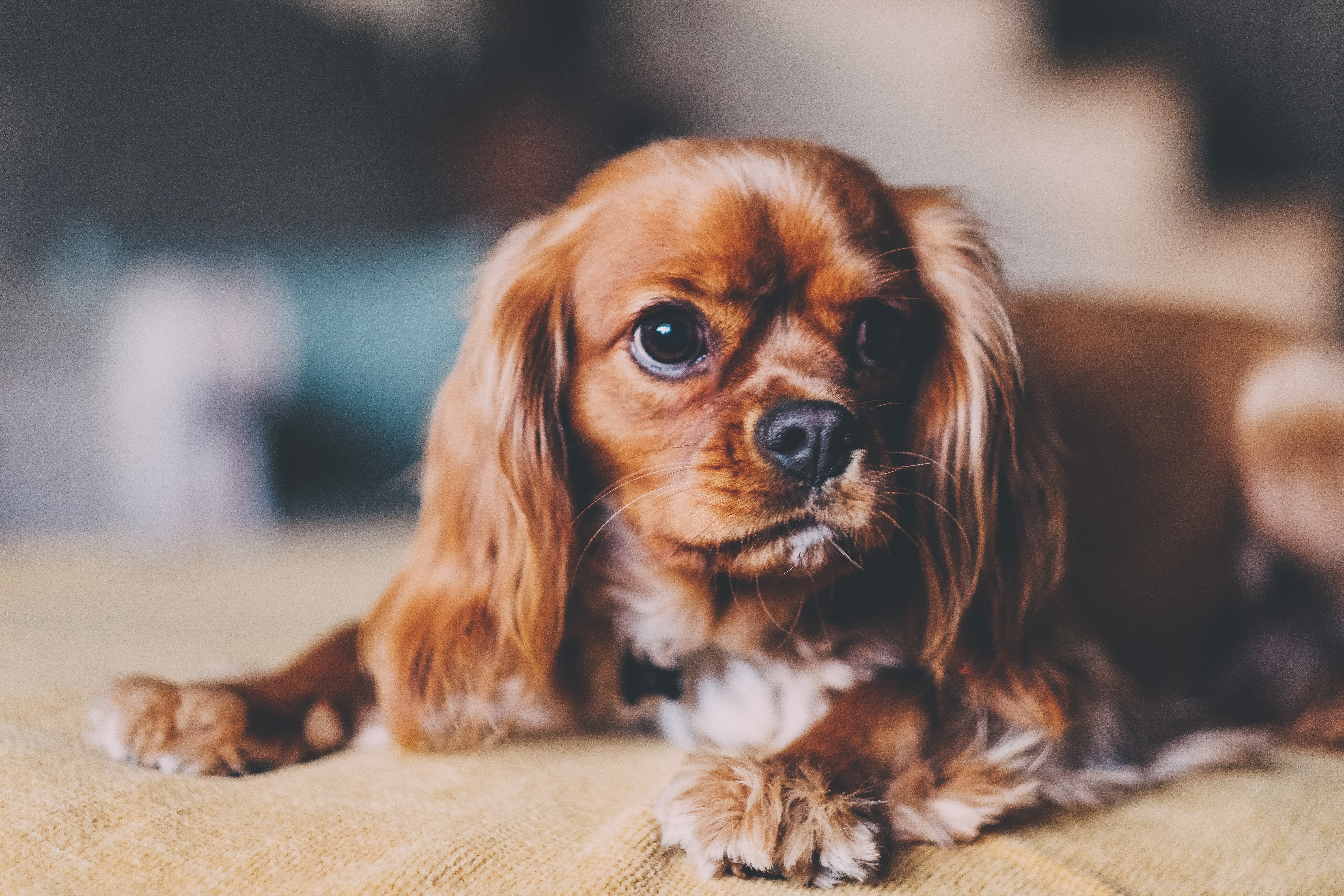 Wallpaper - Cavalier King Charles Spaniel Hi Res , HD Wallpaper & Backgrounds