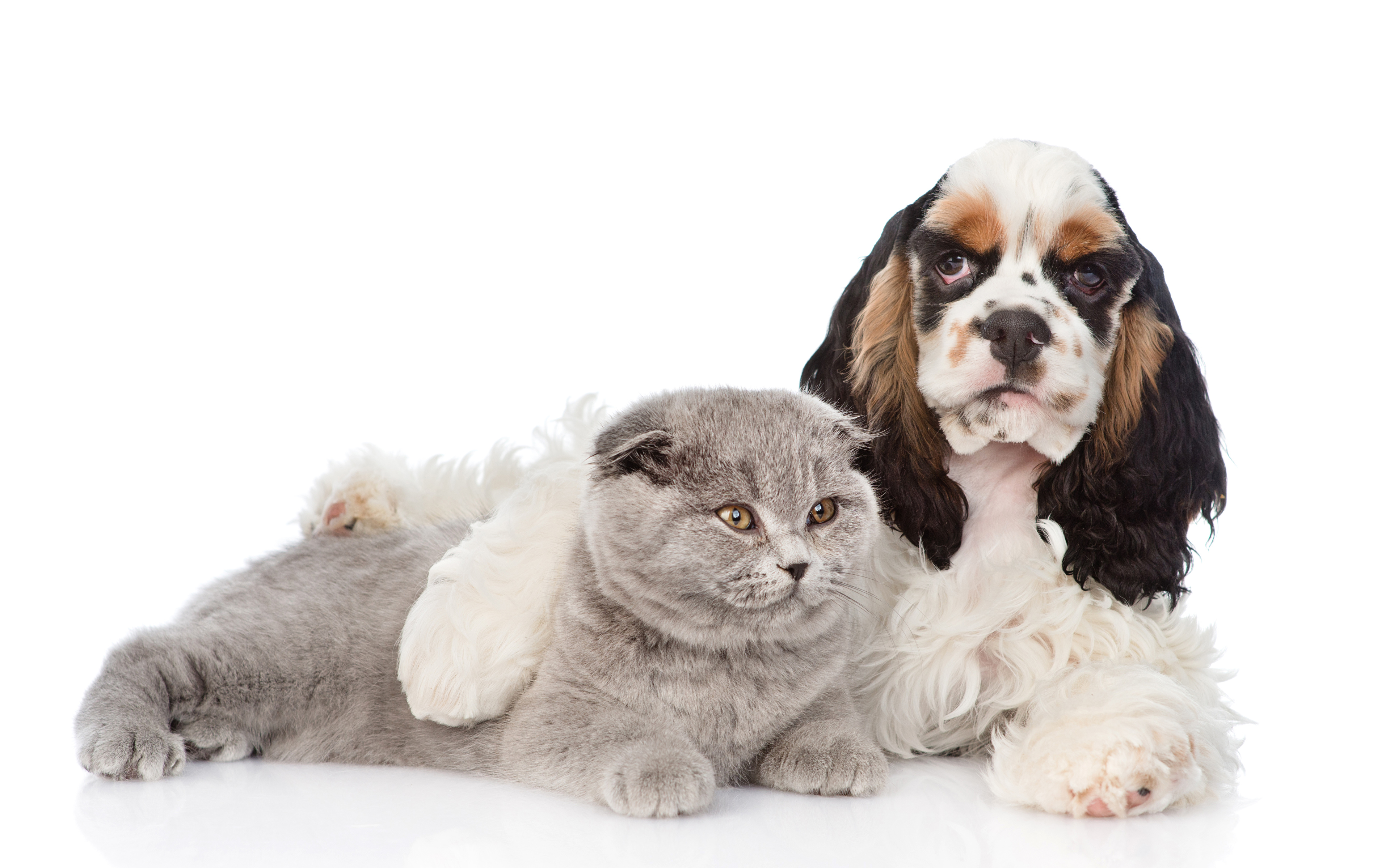 Wallpapers Cats Dogs Cocker Spaniel Two Animals White - Cats And Dogs White Background , HD Wallpaper & Backgrounds
