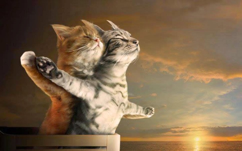 Cat Love , HD Wallpaper & Backgrounds
