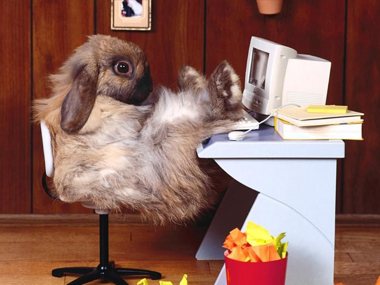 Ridiculous Wallpapers - Funny Animals Studying , HD Wallpaper & Backgrounds