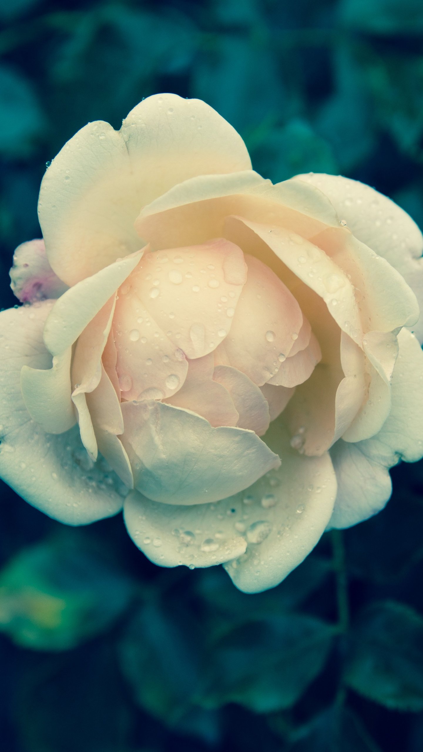 Pale Yellow Rose - Yellow Wallpaper Portrait Roses , HD Wallpaper & Backgrounds