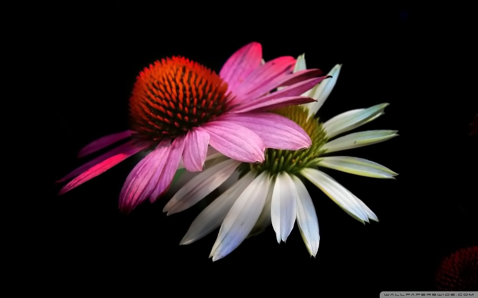 Related Wallpapers - Purple Coneflower , HD Wallpaper & Backgrounds