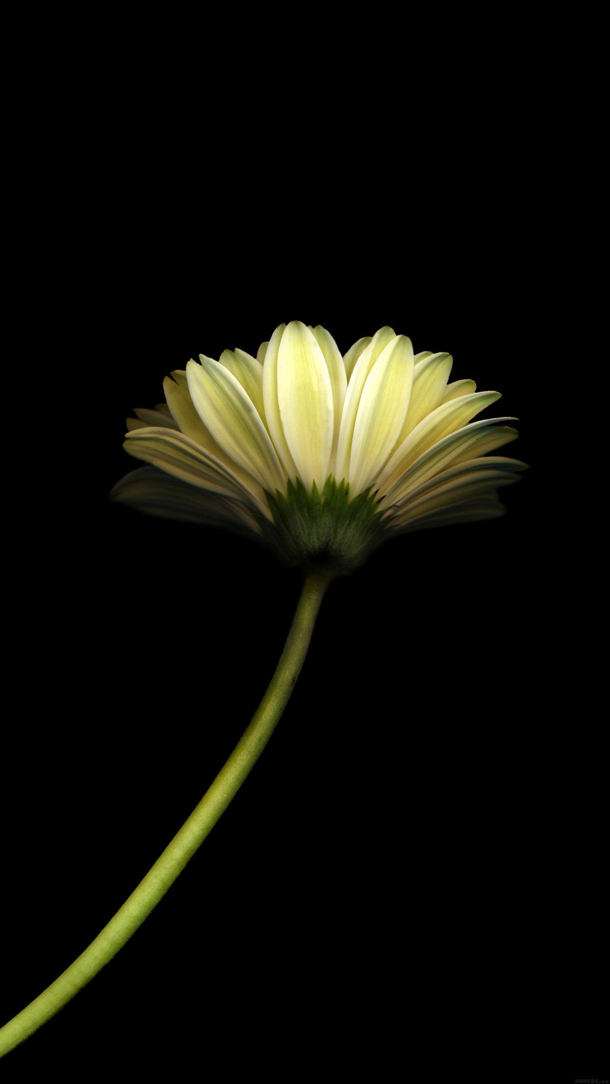 Dandelion Flower Black Background Iphone 6 Plus Hd - Beautiful Dark Wallpapers For Mobile , HD Wallpaper & Backgrounds