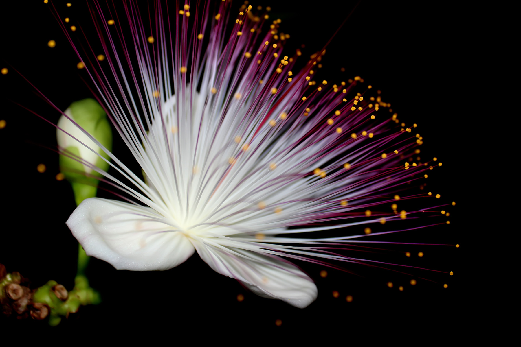 Flowers In Front Of A Black Background Design - Flowers With Black Backgrounds , HD Wallpaper & Backgrounds