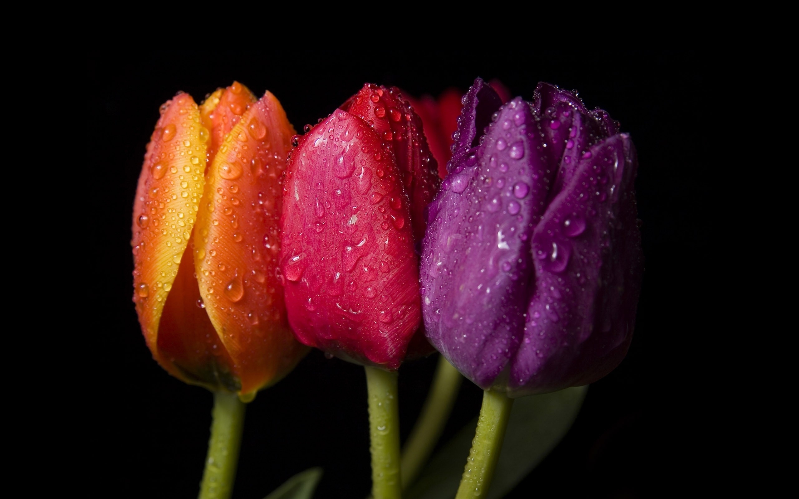 Nature Flowers Tulips Water Drops Black Background Red Orange And Purple 869039 Hd Wallpaper Backgrounds Download