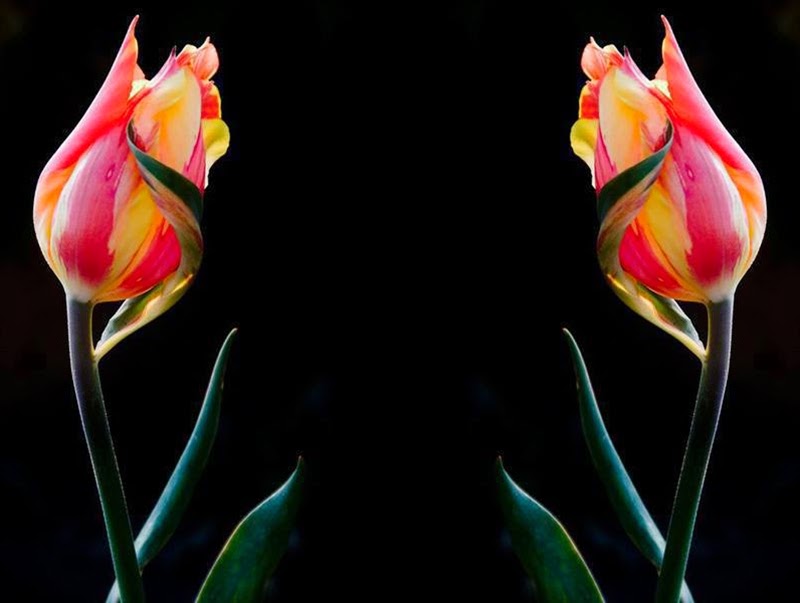 Un Fiore Che Rappresenta L Amore , HD Wallpaper & Backgrounds