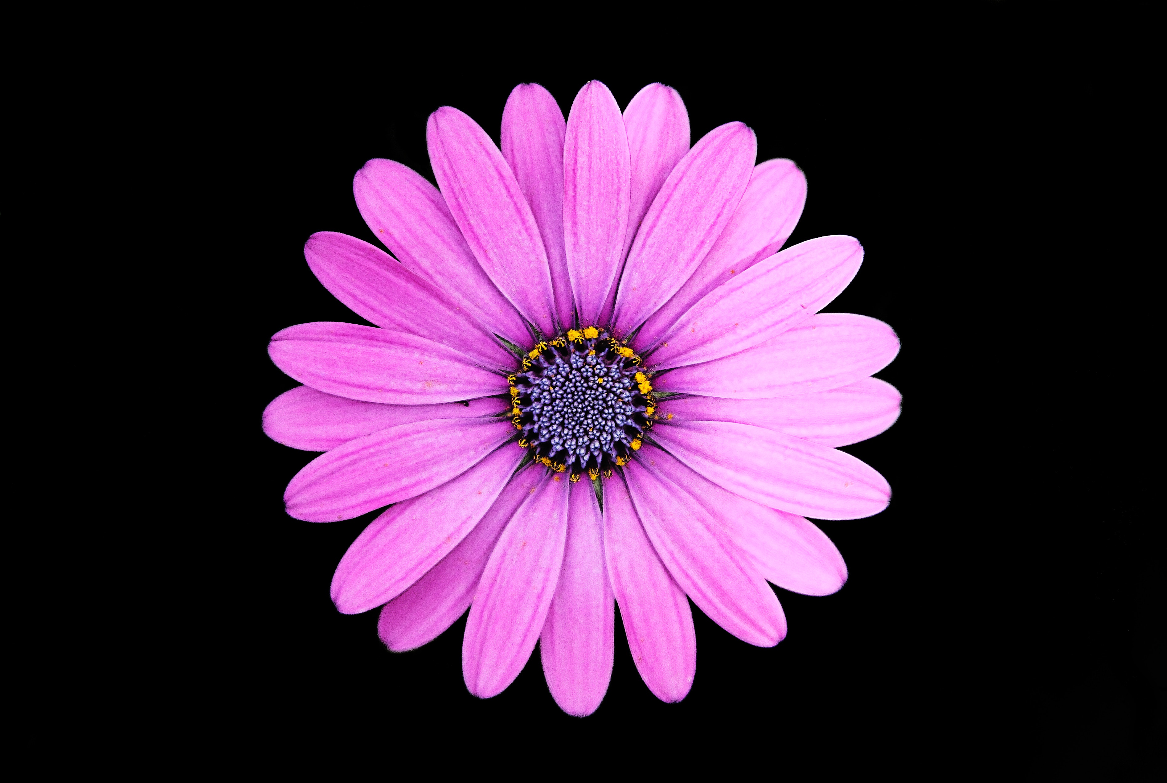 Original Resolution Popular - Purple Flowers With Dark Background