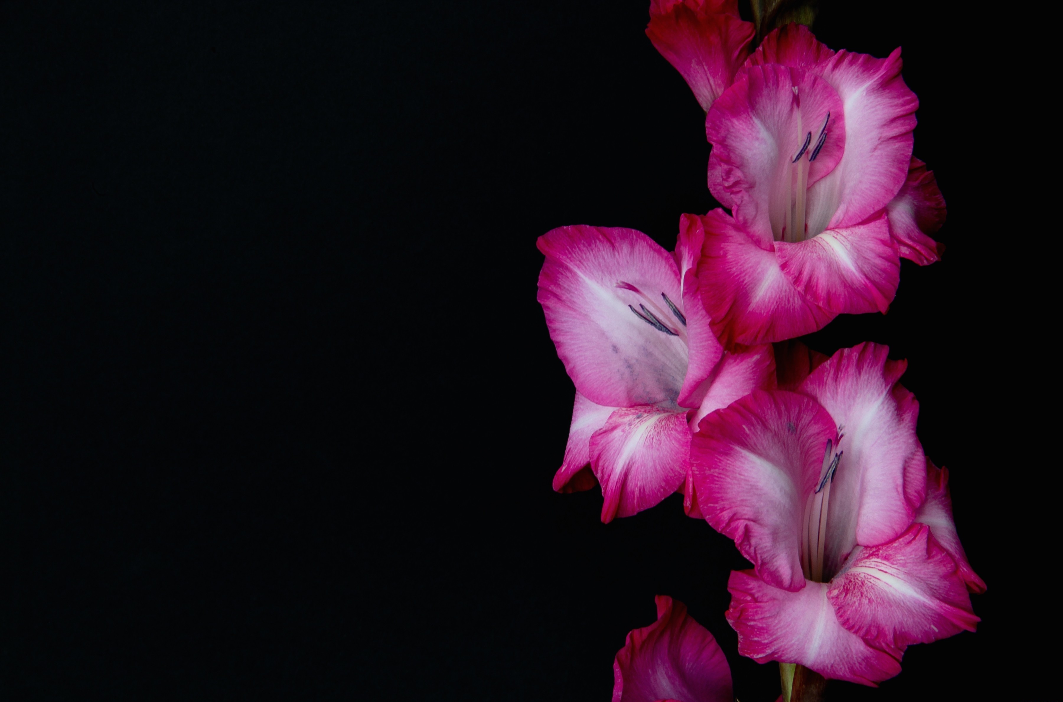 Gladiolus Hd Wallpaper - Beautiful Wallpaper With Black Background , HD Wallpaper & Backgrounds