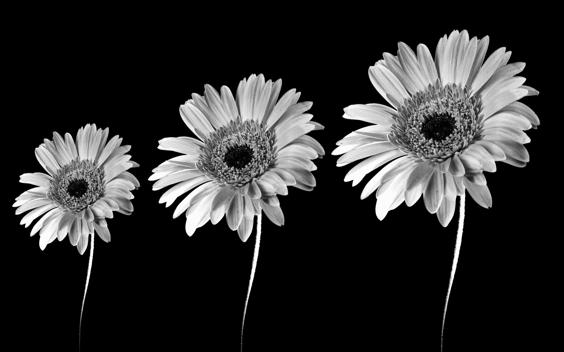 Black And White Images Of Flowers 9 Background - Sunflower Black And White , HD Wallpaper & Backgrounds