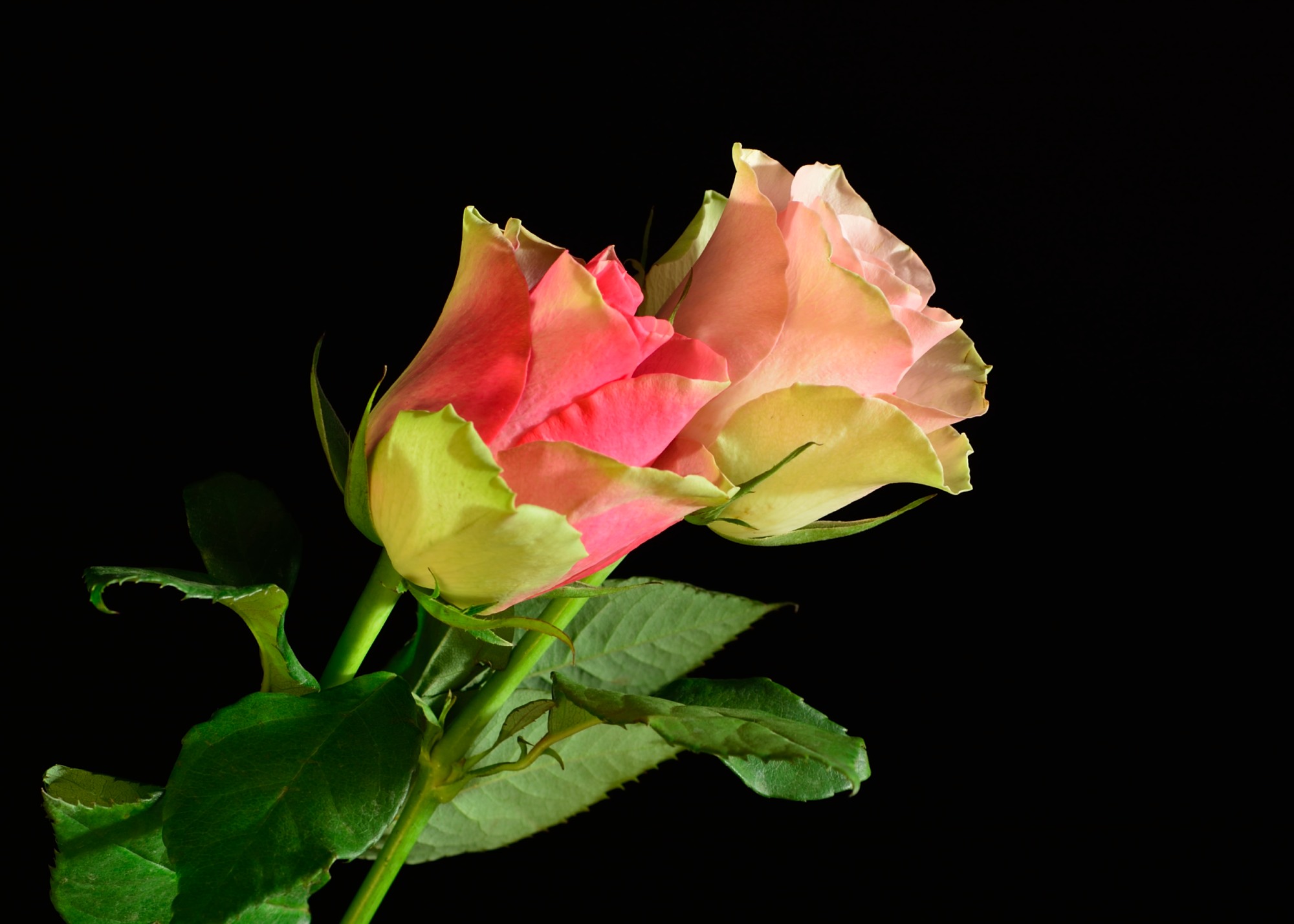 Black Background Rose Flower , HD Wallpaper & Backgrounds