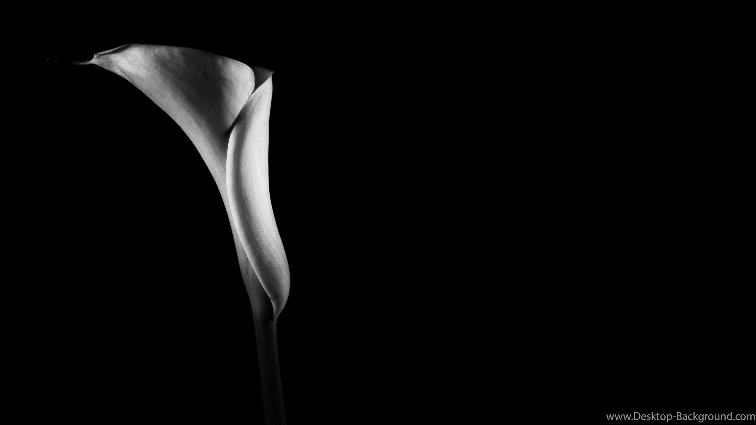 Popular - Black Background Wallpaper With White Flower , HD Wallpaper & Backgrounds
