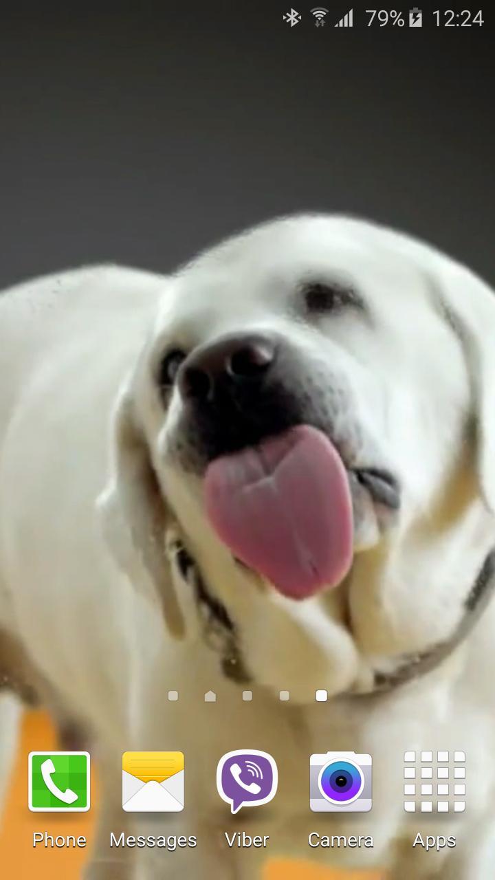 Dog Licks Screen 4k Wallpaper For Android - Wallpaper , HD Wallpaper & Backgrounds