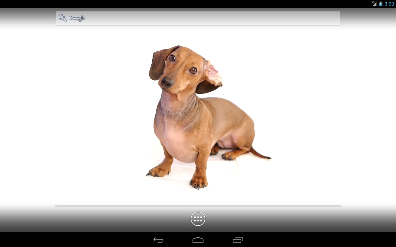 Dog - Dachshund , HD Wallpaper & Backgrounds