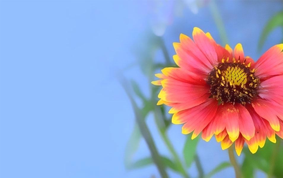 Flower Wallpapers Windows 8 Flower Wallpaper No 3 Sunflower - Good Morning Ka Image Download , HD Wallpaper & Backgrounds