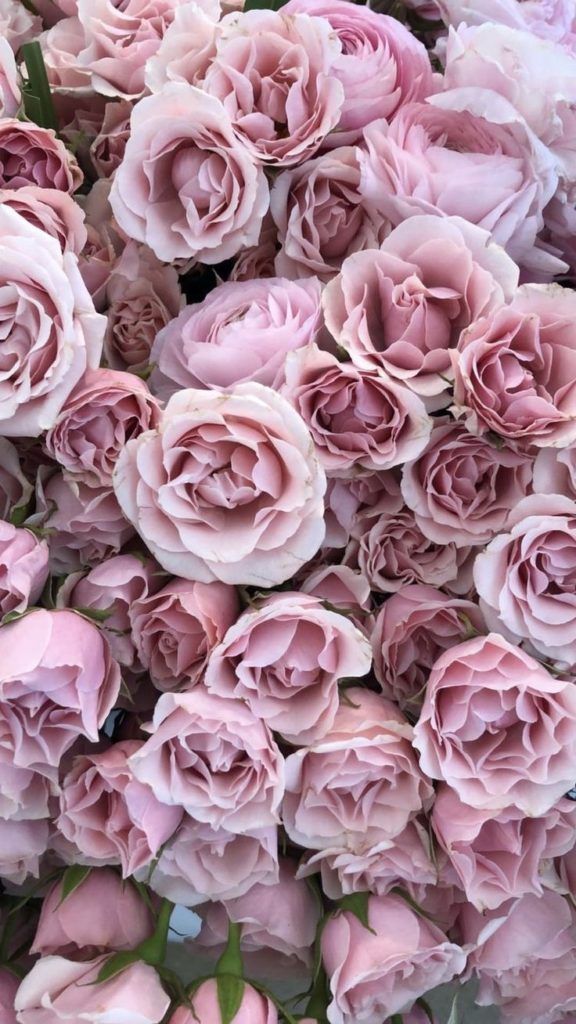 Iphone Wallpaper Tumblr Free High-resolution Hd Retina - Pink And White Roses Background , HD Wallpaper & Backgrounds