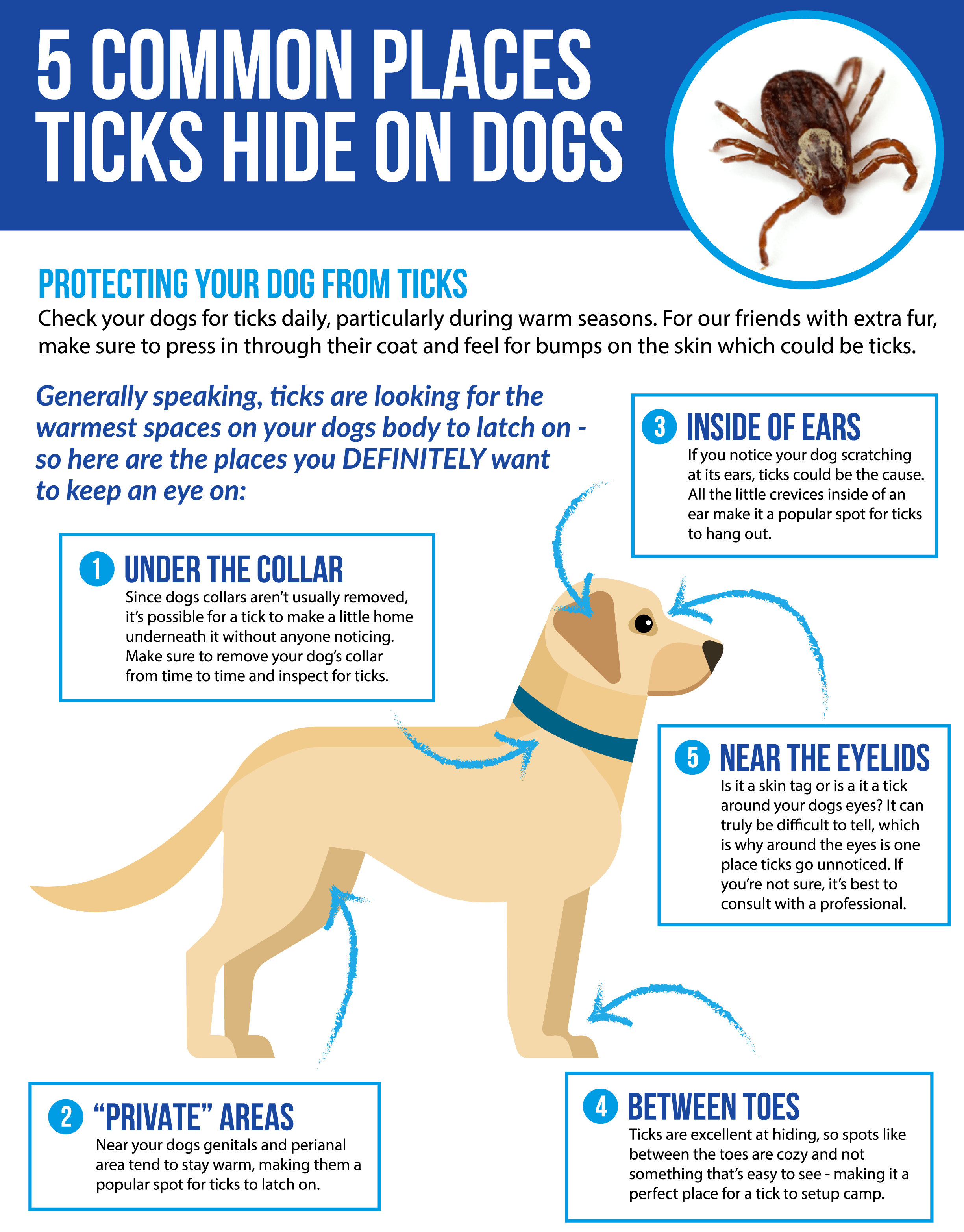 How To Protect Your Pet From Ticks And Lyme Disease - Dog Tick Lyme Disease , HD Wallpaper & Backgrounds