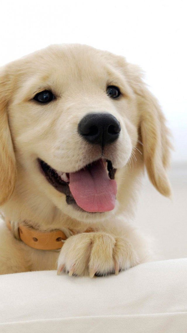 Cute - Labrador Puppy Wallpaper Iphone , HD Wallpaper & Backgrounds