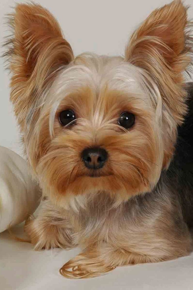 Little Yorkie Iphone Wallpaper - Yorkie Wallpaper For Iphone , HD Wallpaper & Backgrounds