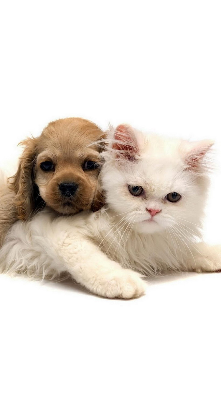 Cute Dog Wallpaper For Iphone - Friendship Day With Cat , HD Wallpaper & Backgrounds