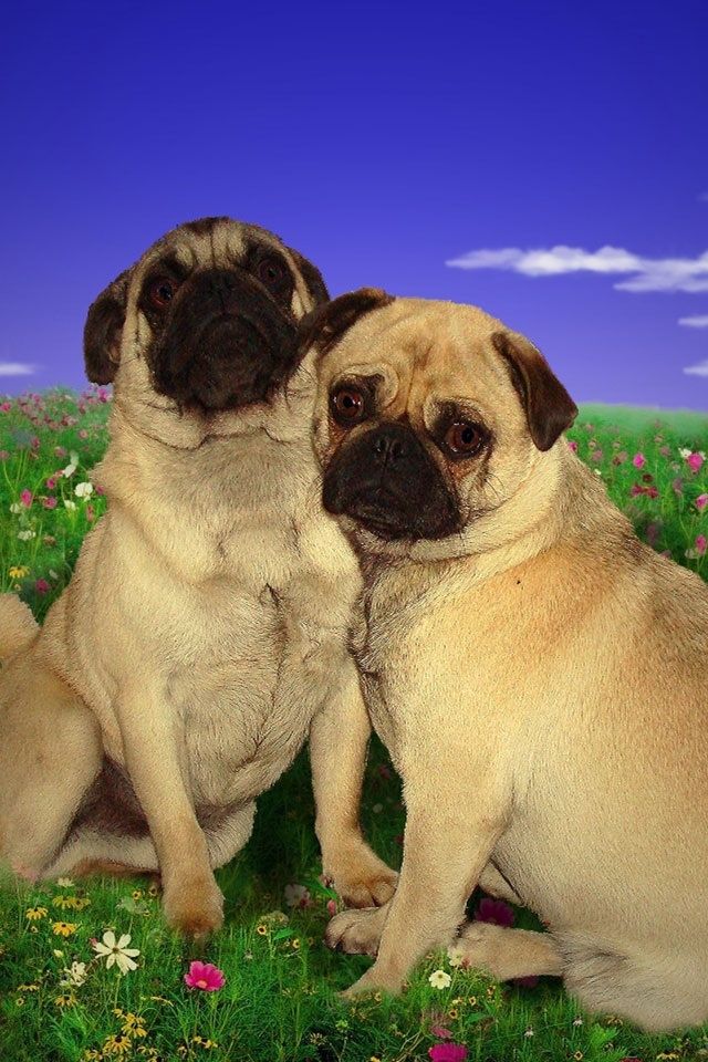 Dog Desktop Backgrounds 30 Best Dog &amp - Pug Puppies Iphone , HD Wallpaper & Backgrounds