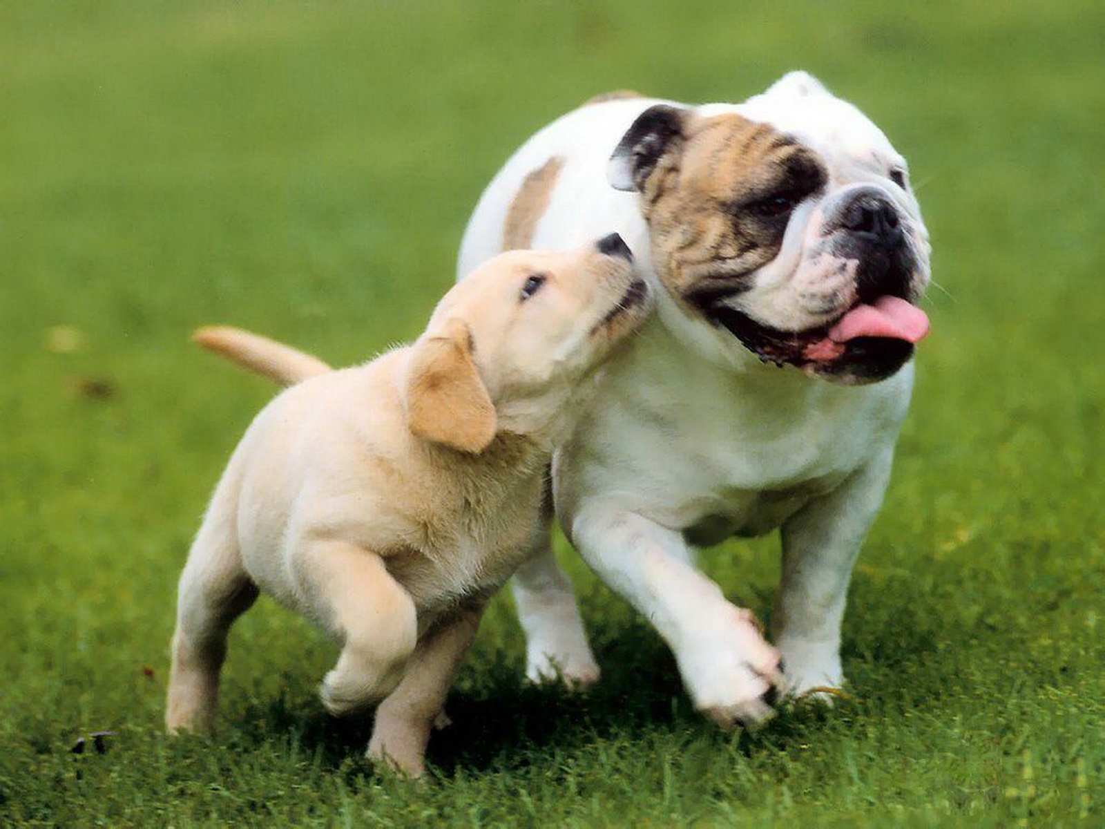 Cute Dog Wallpapers - English Bulldog And Golden Retriever , HD Wallpaper & Backgrounds