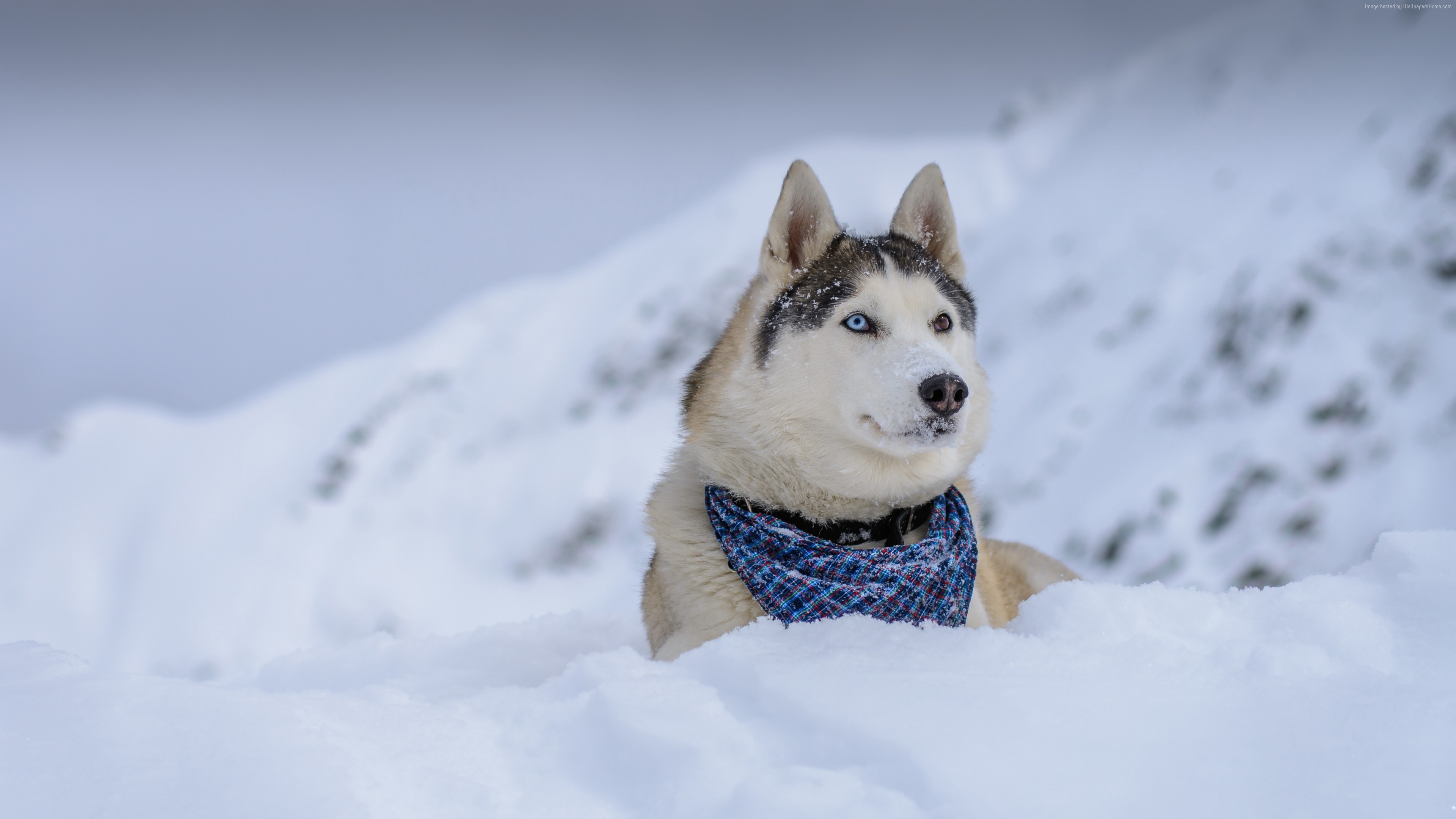 Wallpaper Dog, Husky, Cute Animals, Snow, Winter, 5k, - Fond D Écran Husky  En Hiver (#869946) - HD Wallpaper \u0026 Backgrounds Download, image size:3840x2160
