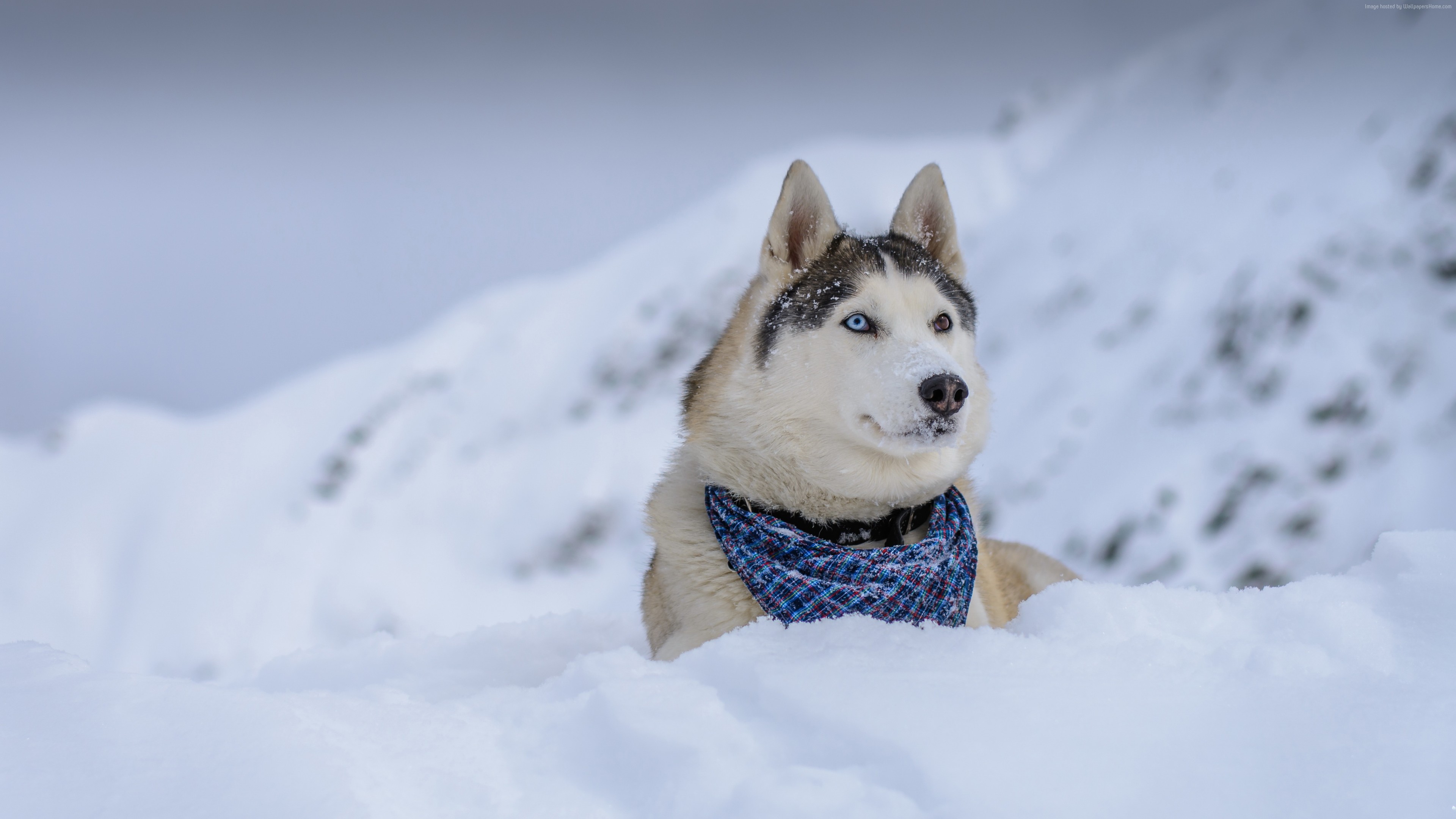 Wallpaper Dog, Husky, Cute Animals, Snow, Winter, 5k, - Fond D Écran Husky En Hiver , HD Wallpaper & Backgrounds