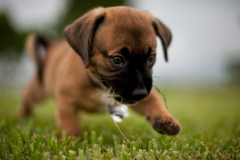 Puppy Eating Flower Desktop Wallpaper - Desktop Backgrounds Of Puppies , HD Wallpaper & Backgrounds