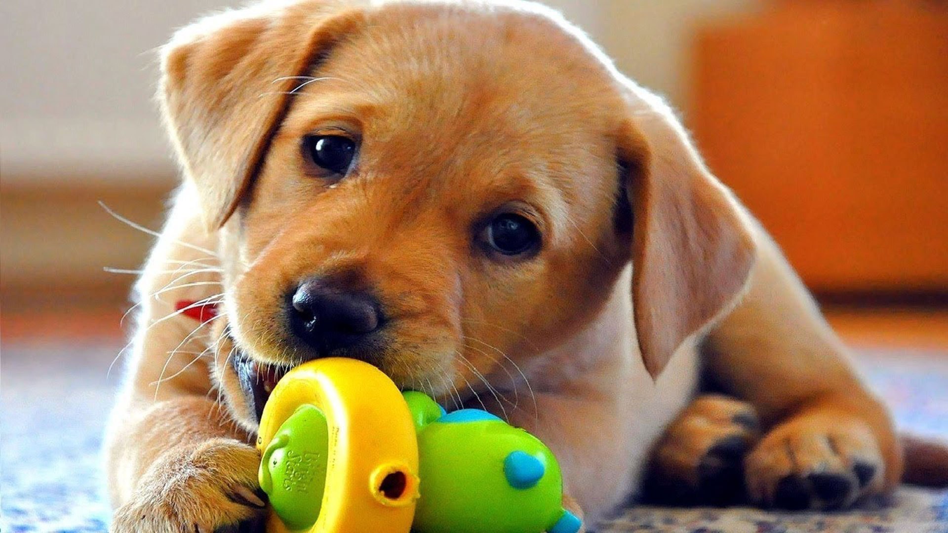Cute Dog Play With Toy[1920×1080] Wallpaper Wpc9203955 - Dog Playing With Dog Toys , HD Wallpaper & Backgrounds