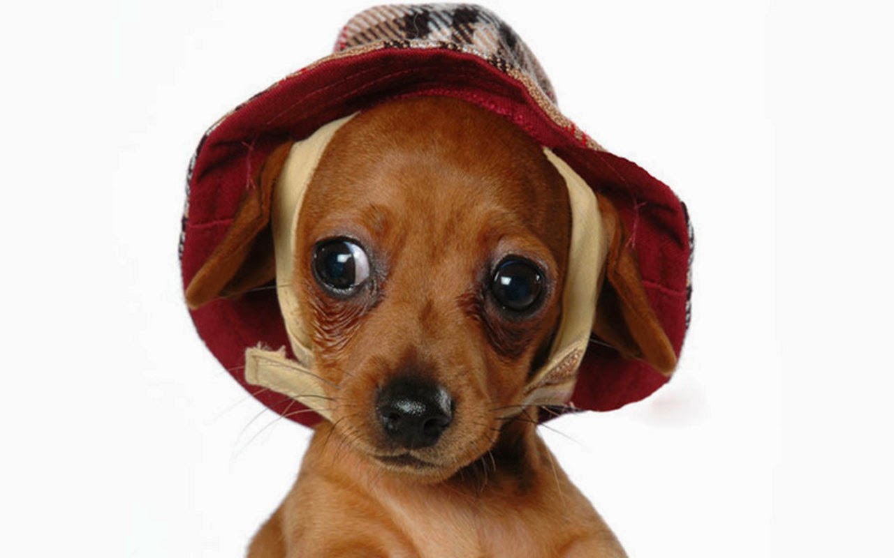 Cute Wallpaper About Puppy Dogs With Caro Hair So Lovely - Bucket Hats For Puppies , HD Wallpaper & Backgrounds